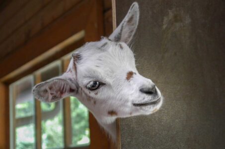 Get Prepared for Goat-Kidding Season: What to Do, to Have, and to Avoid Image